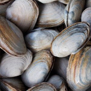 steamer clams